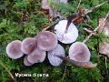 Mycena diosma-amf1301